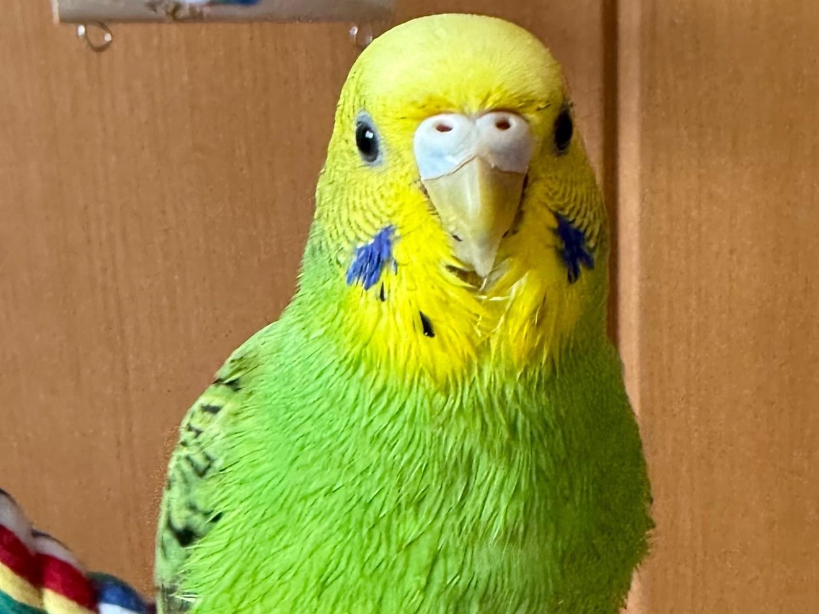 ピピちゃん