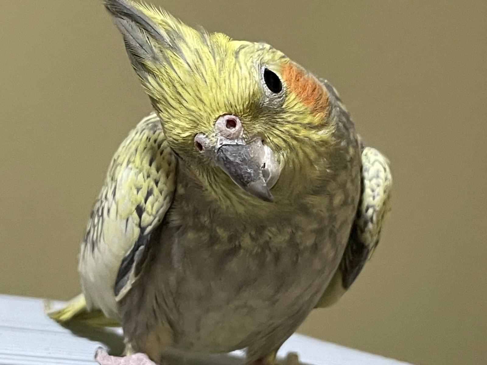 りんちゃん りんちゃん