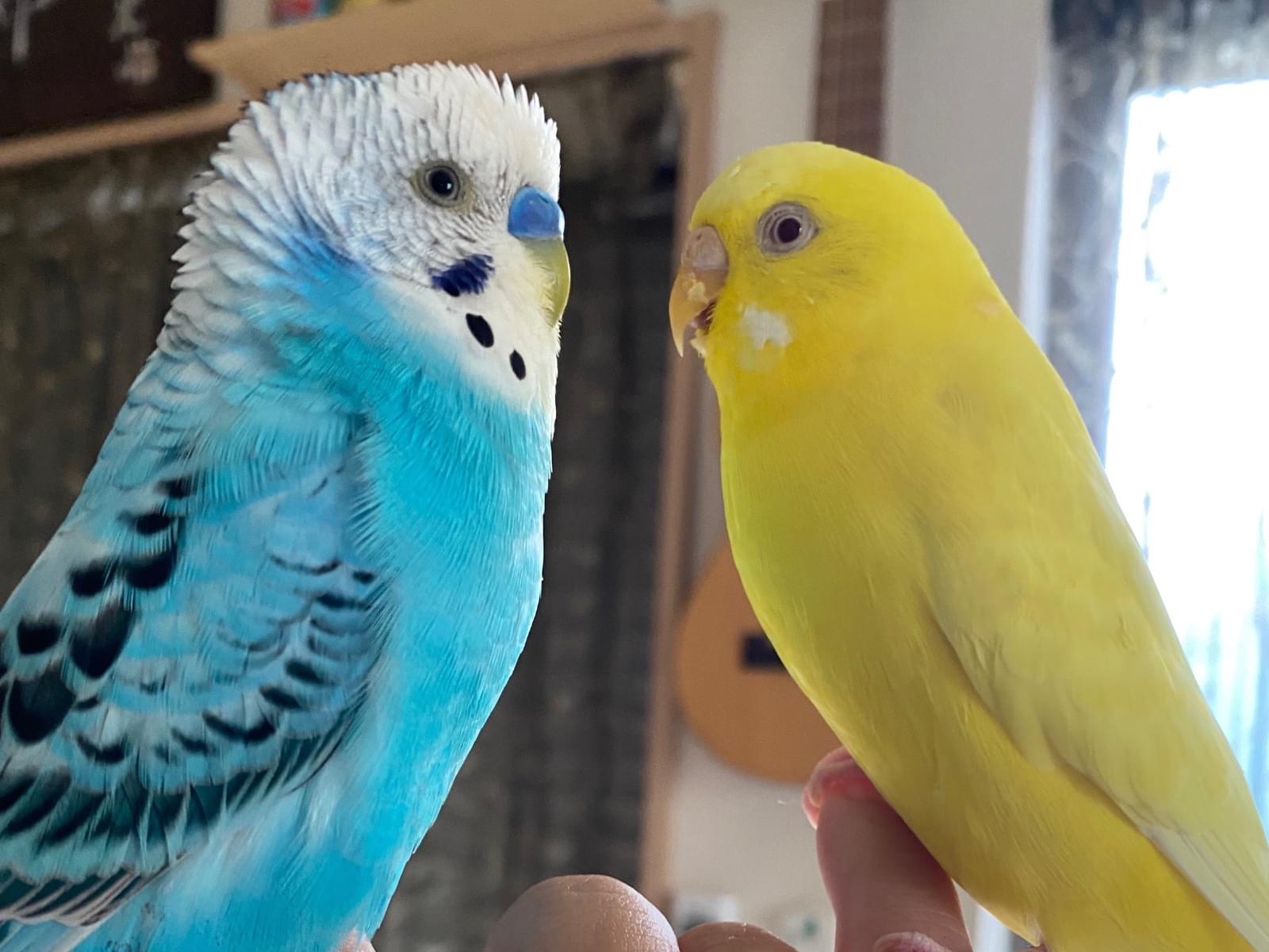 ルビーちゃん ルビーちゃん