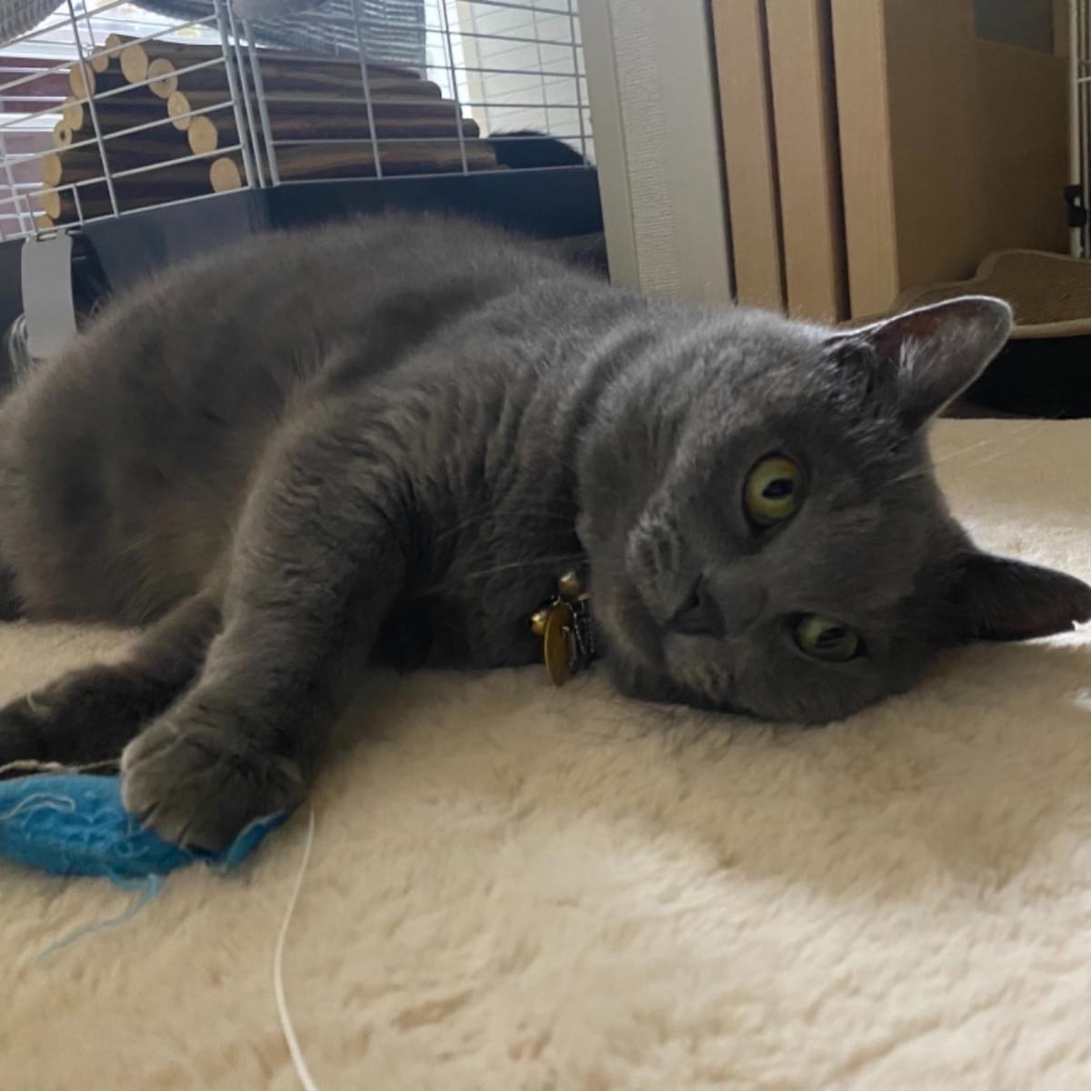 グレー猫帰ってきました