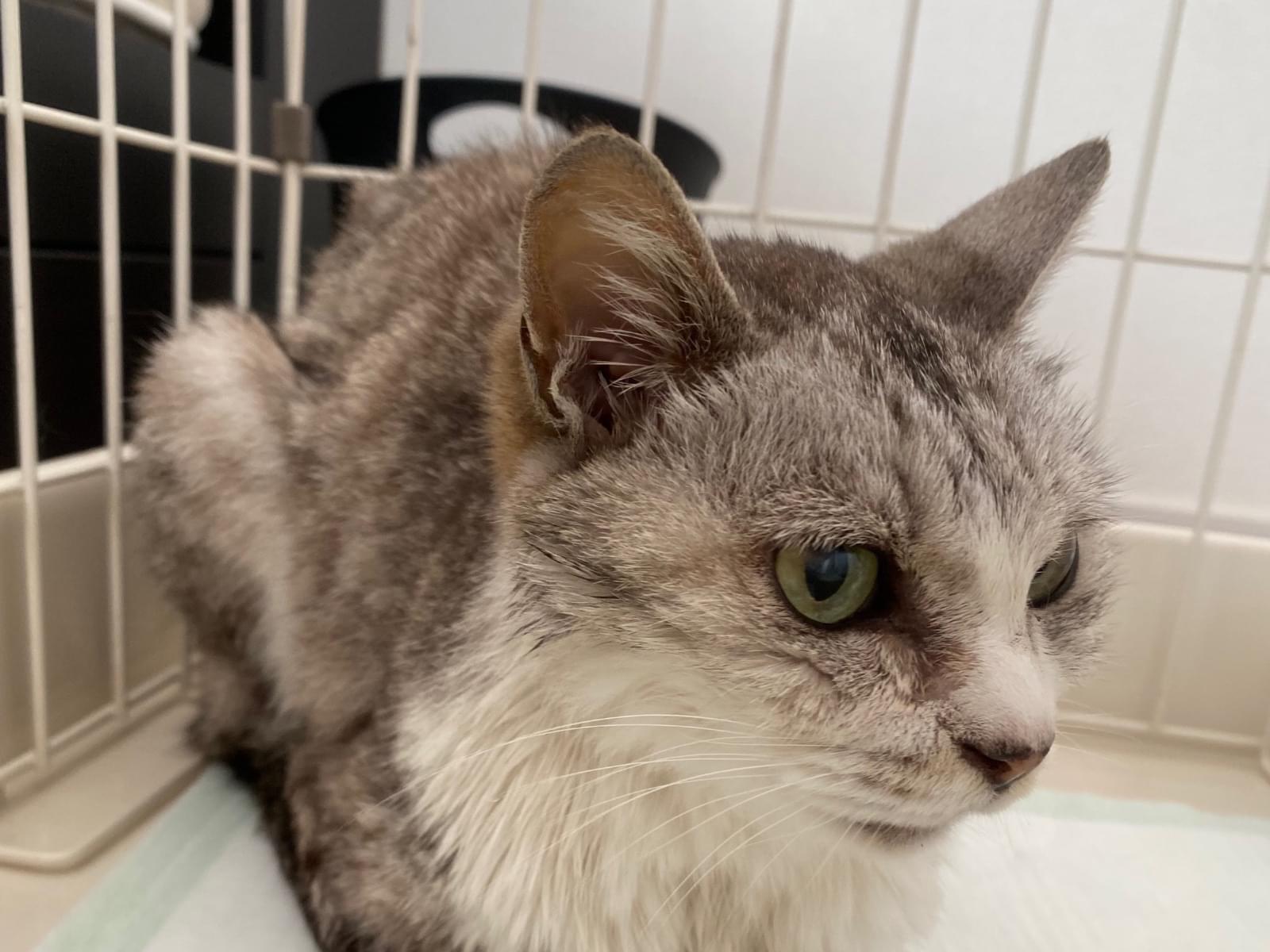 保護された猫