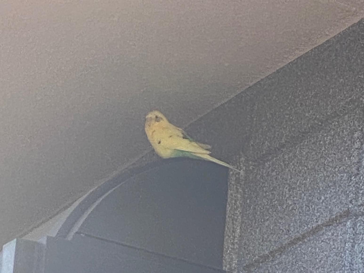 目撃された鳥 目撃された鳥