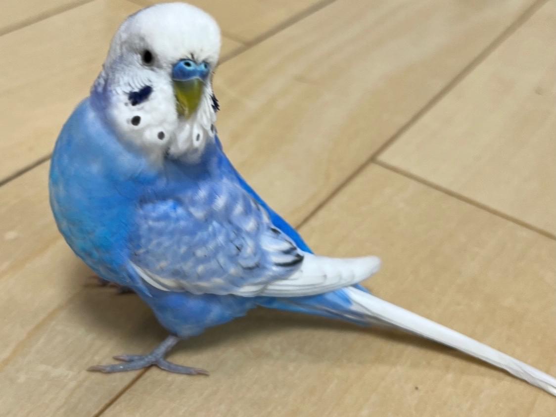 ジェニーちゃん ジェニーちゃん