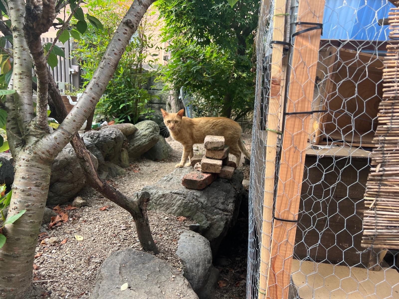 目撃された猫 目撃された猫
