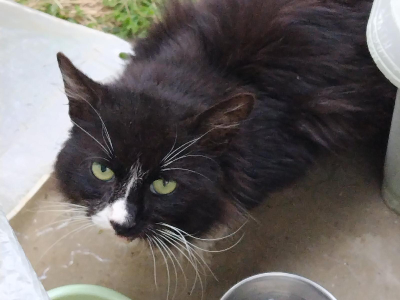 目撃された猫 目撃された猫