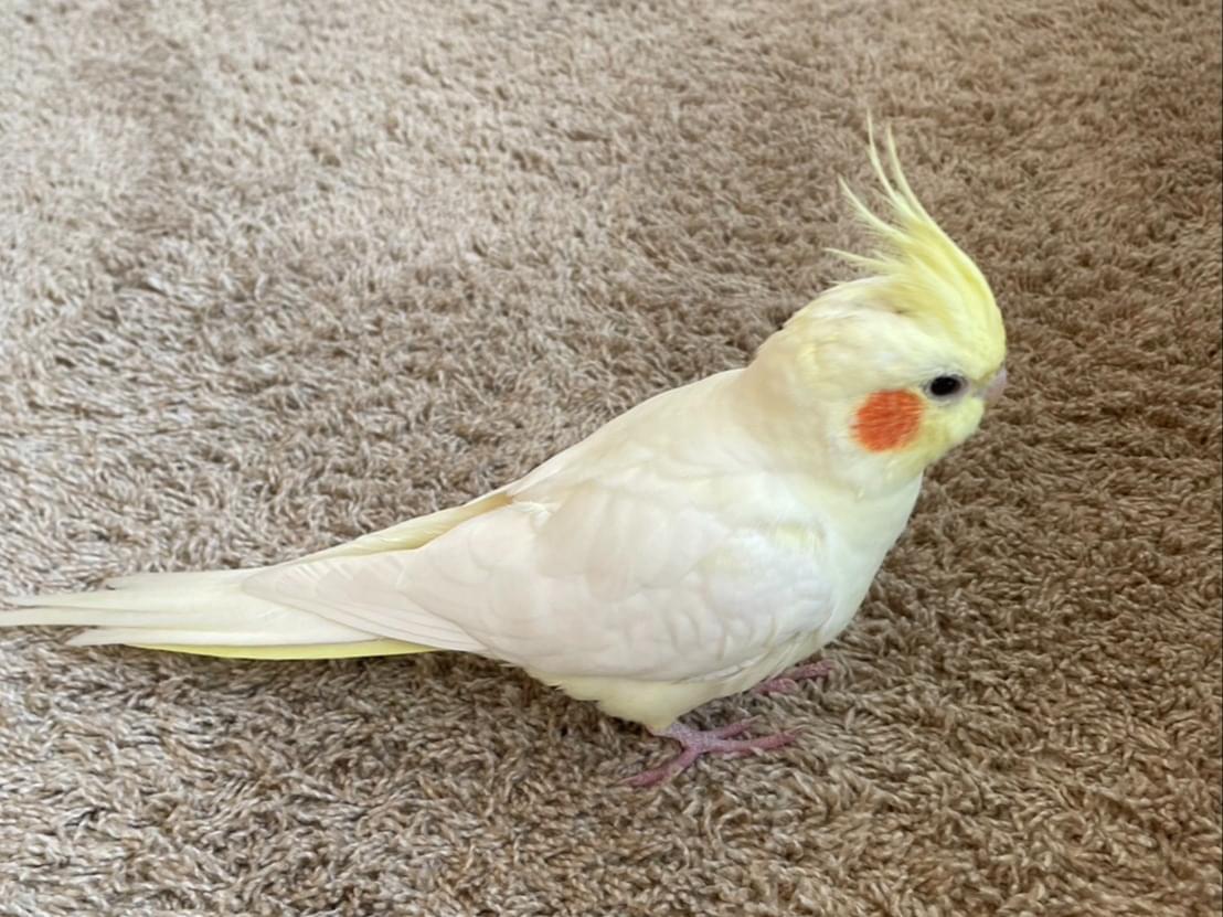 ぴーちゃん ぴーちゃん