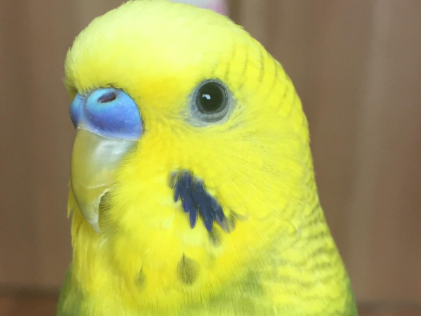こわちゃん こわちゃん