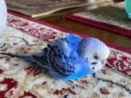 保護された鳥 保護された鳥