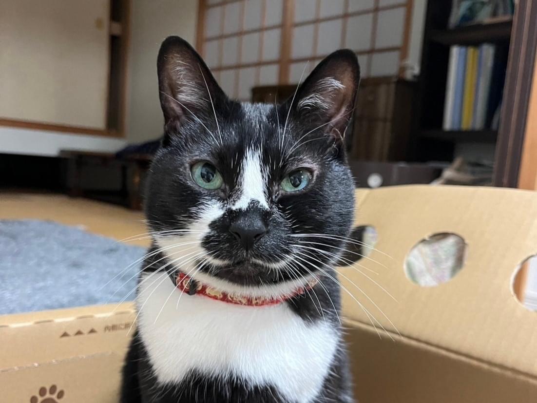 あんこちゃん あんこちゃん