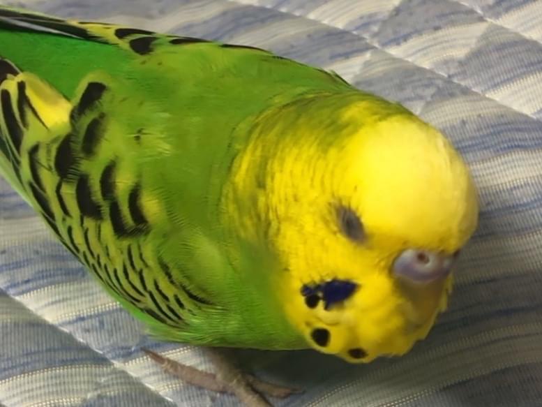 ぴぃちゃん ぴぃちゃん