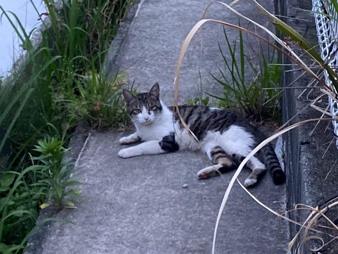 目撃された猫 目撃された猫