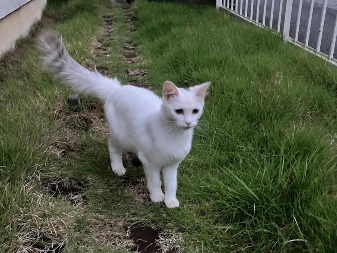 保護された猫 保護された猫