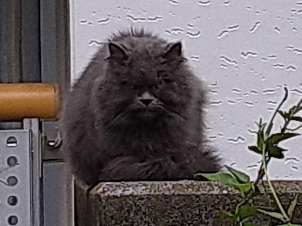 保護された猫 保護された猫