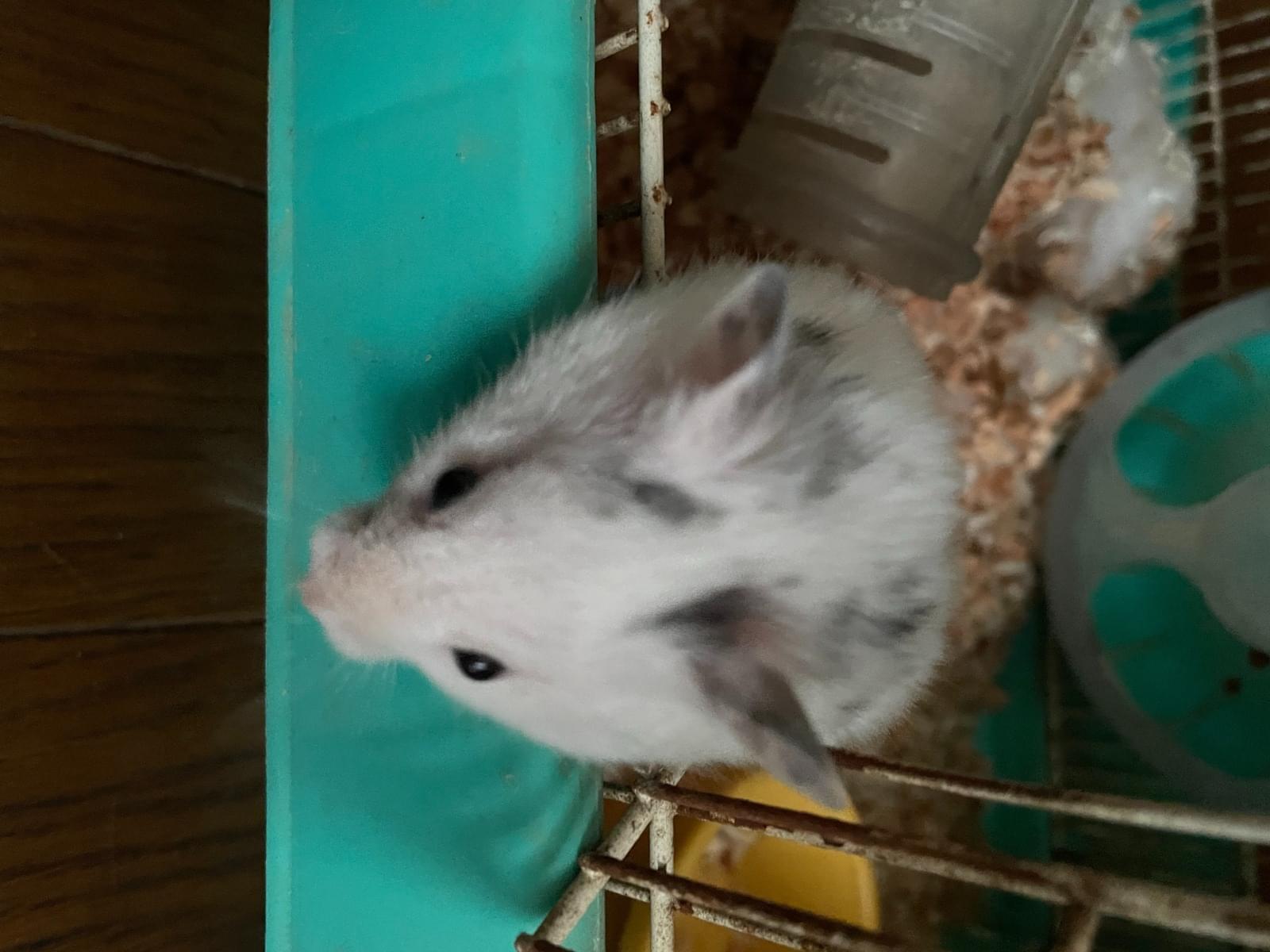 もっちーちゃん もっちーちゃん