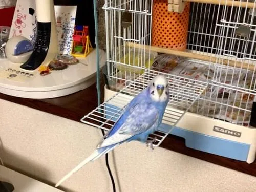 セキセイインコさがしてます