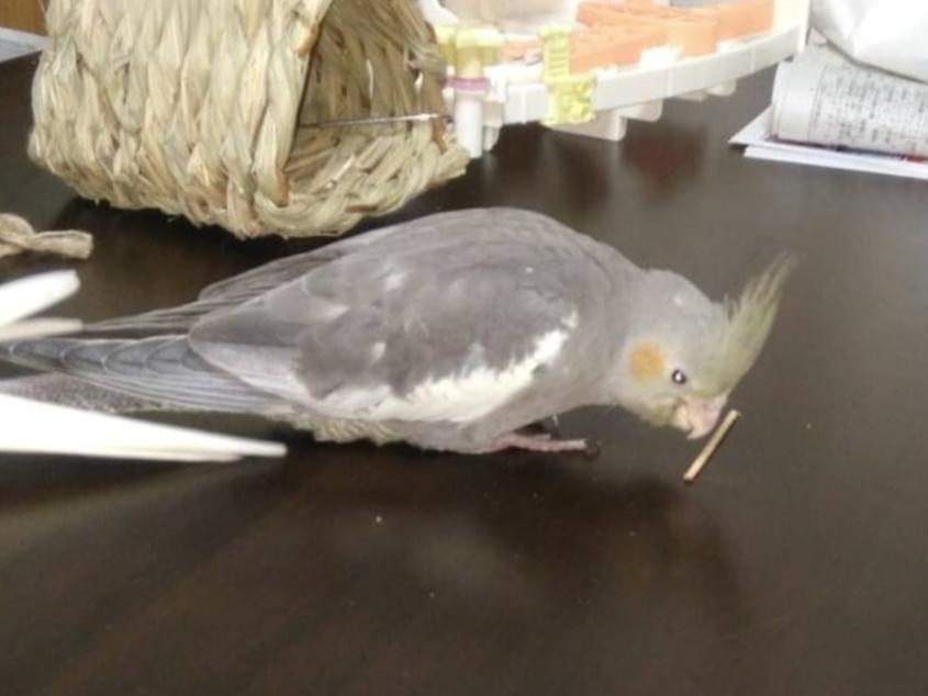クーちゃん クーちゃん