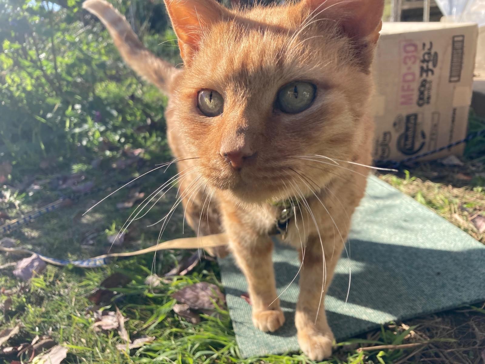 ひまわりちゃん ひまわりちゃん