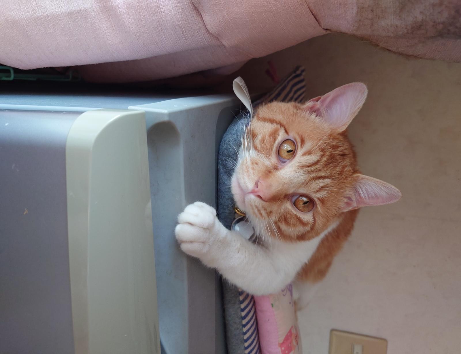 茶白の雑種猫を探しています。