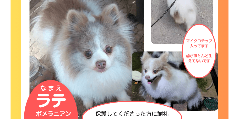 ポメラニアン探してます。