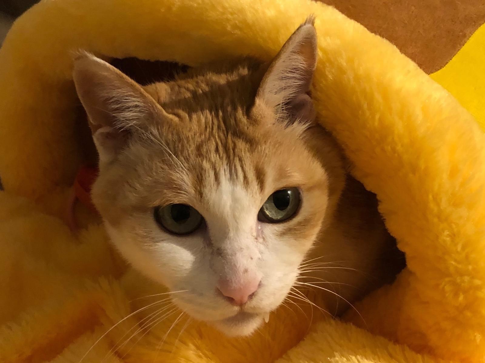 ソラちゃん ソラちゃん