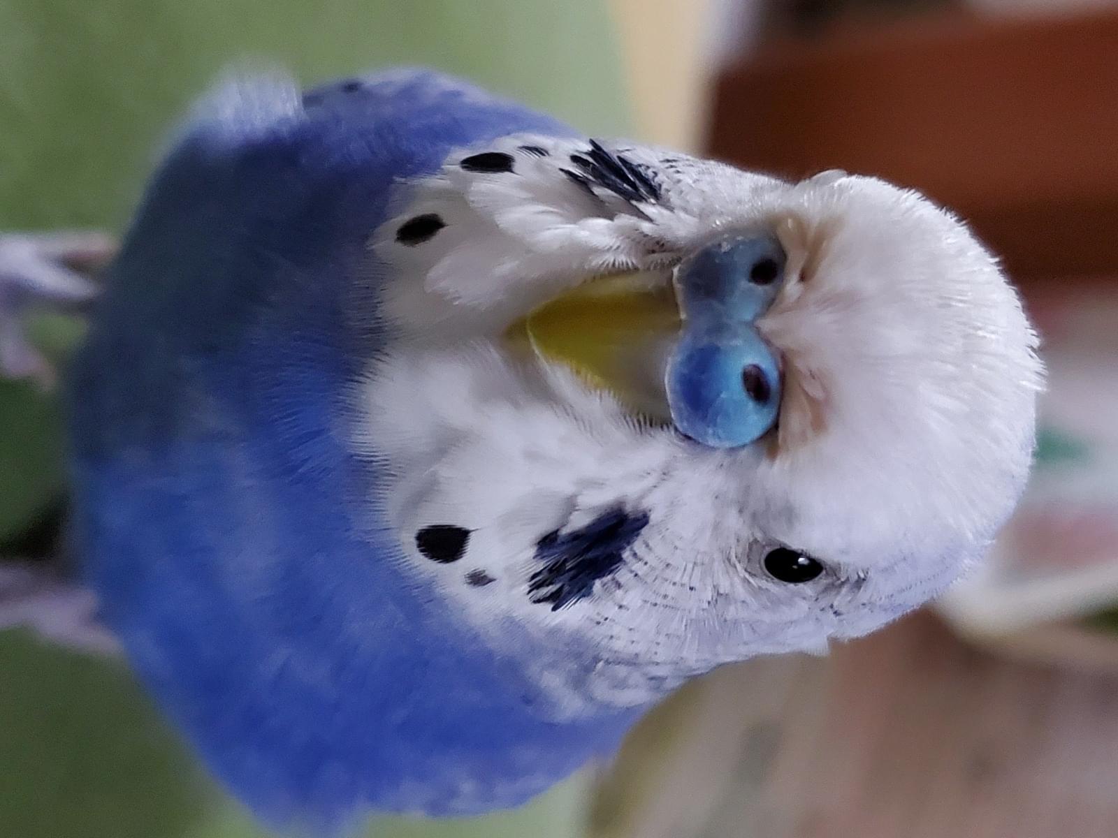 あおちゃん あおちゃん