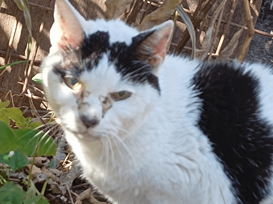 保護された猫 保護された猫