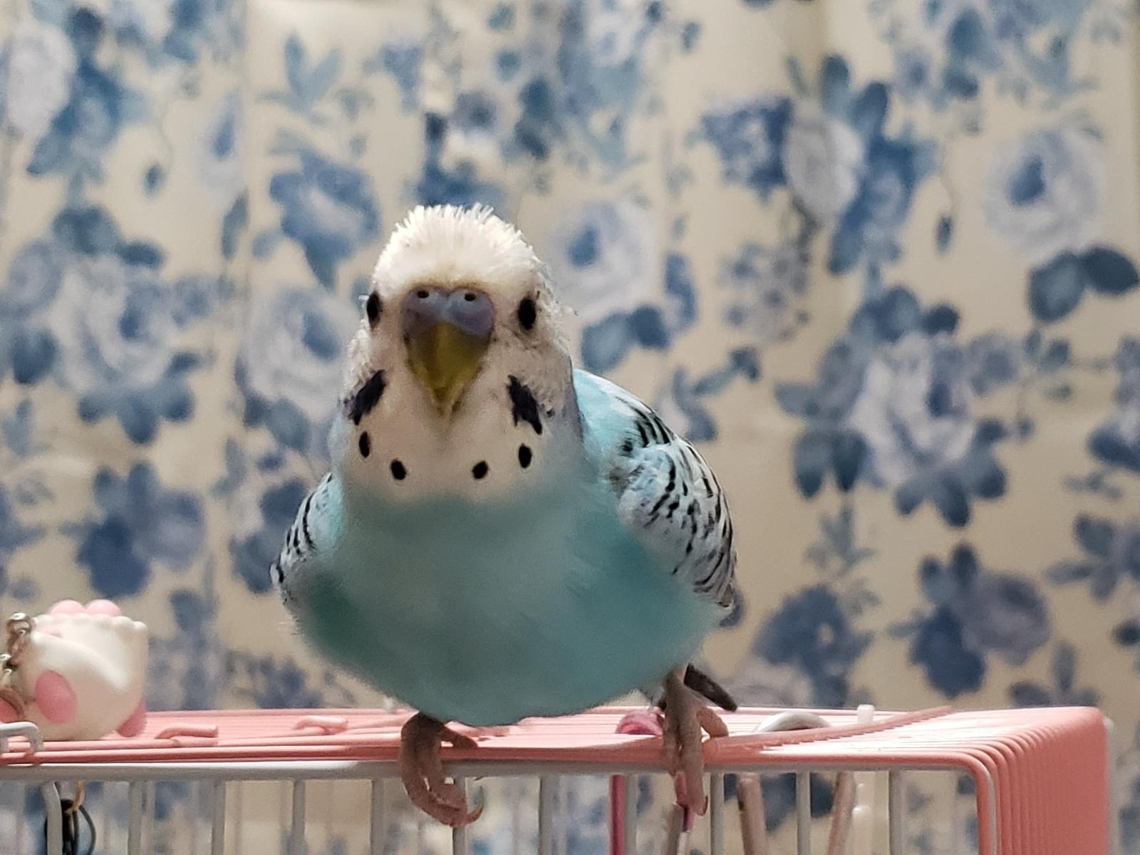 『水色と白』青いインコのピーちゃん 『水色と白』青いインコのピーちゃん