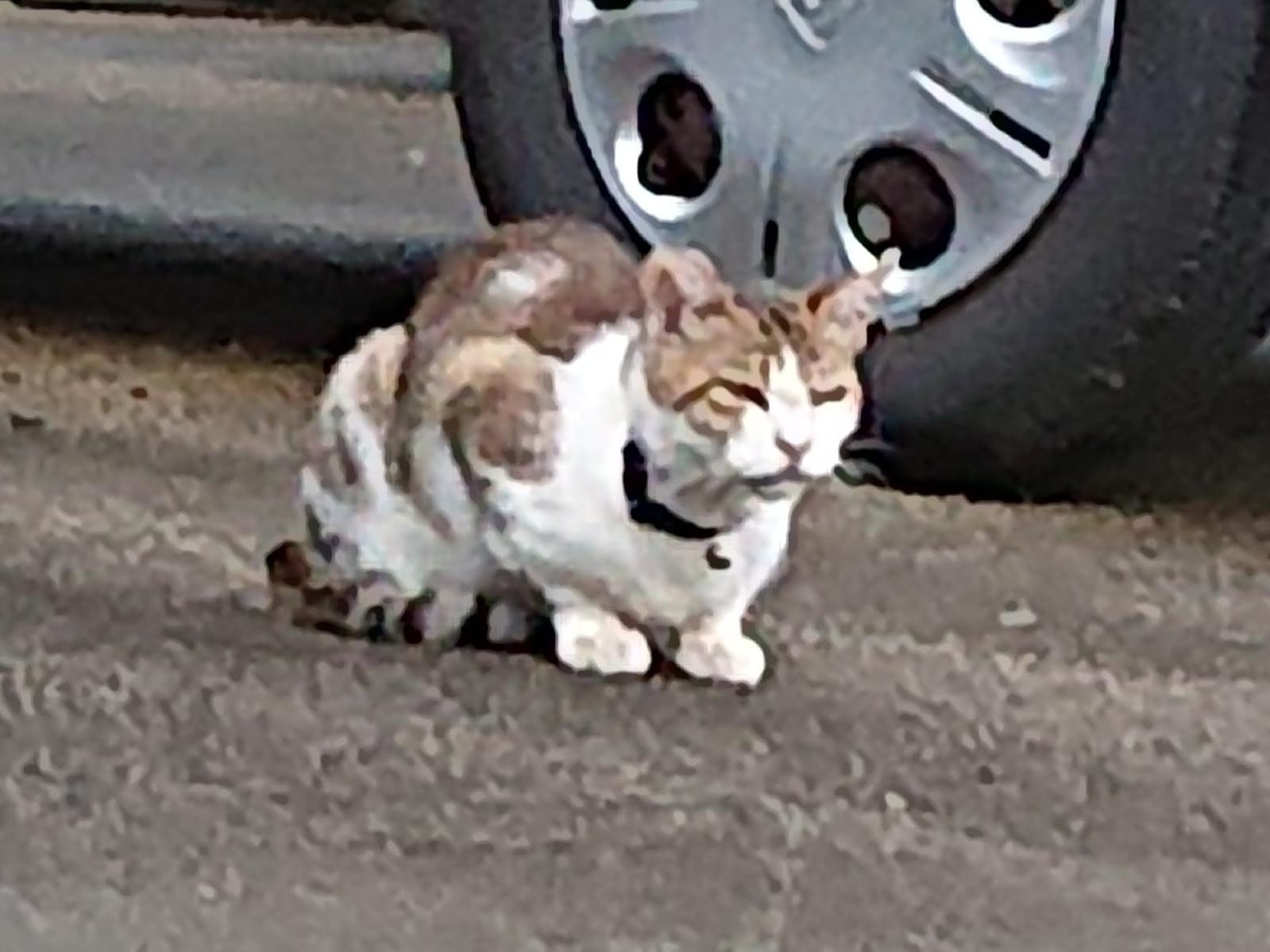 目撃された猫 目撃された猫