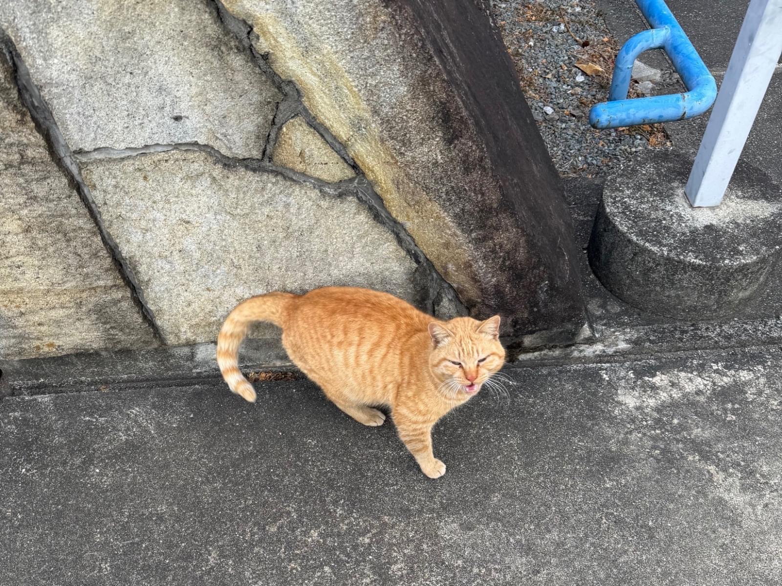 目撃された猫 目撃された猫