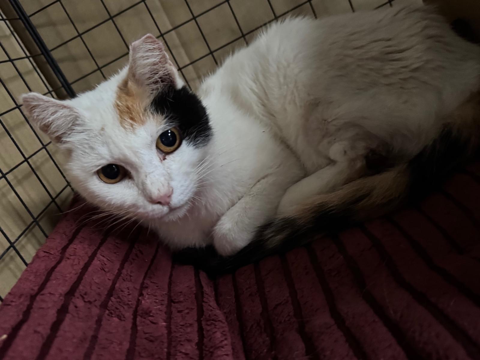 保護された猫 保護された猫