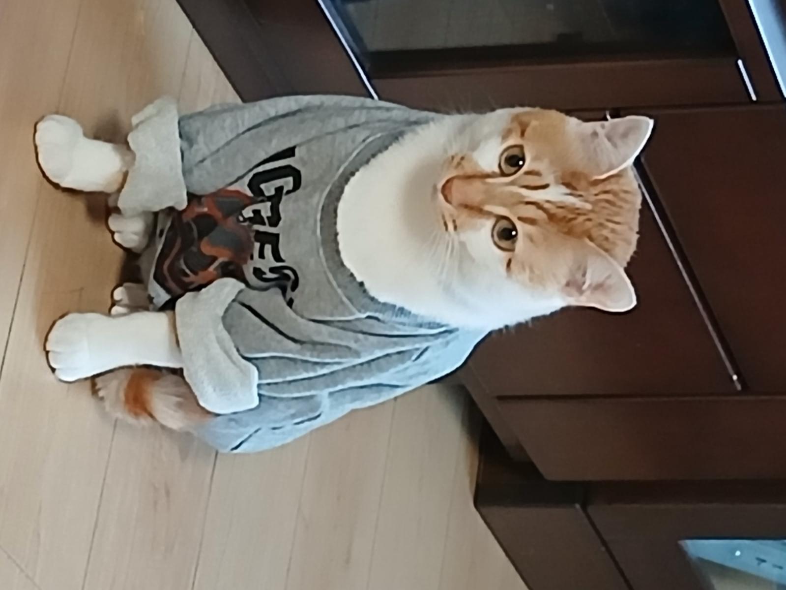 ディオちゃん