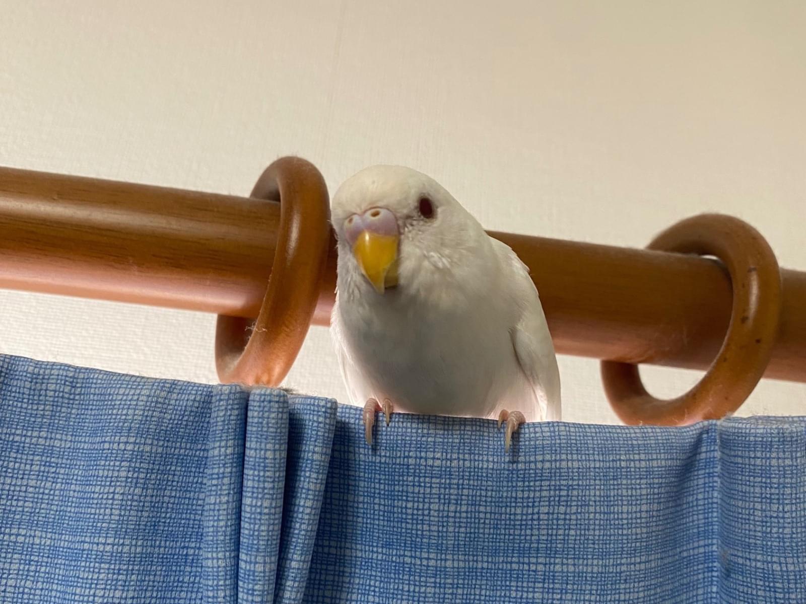 ハクちゃん ハクちゃん