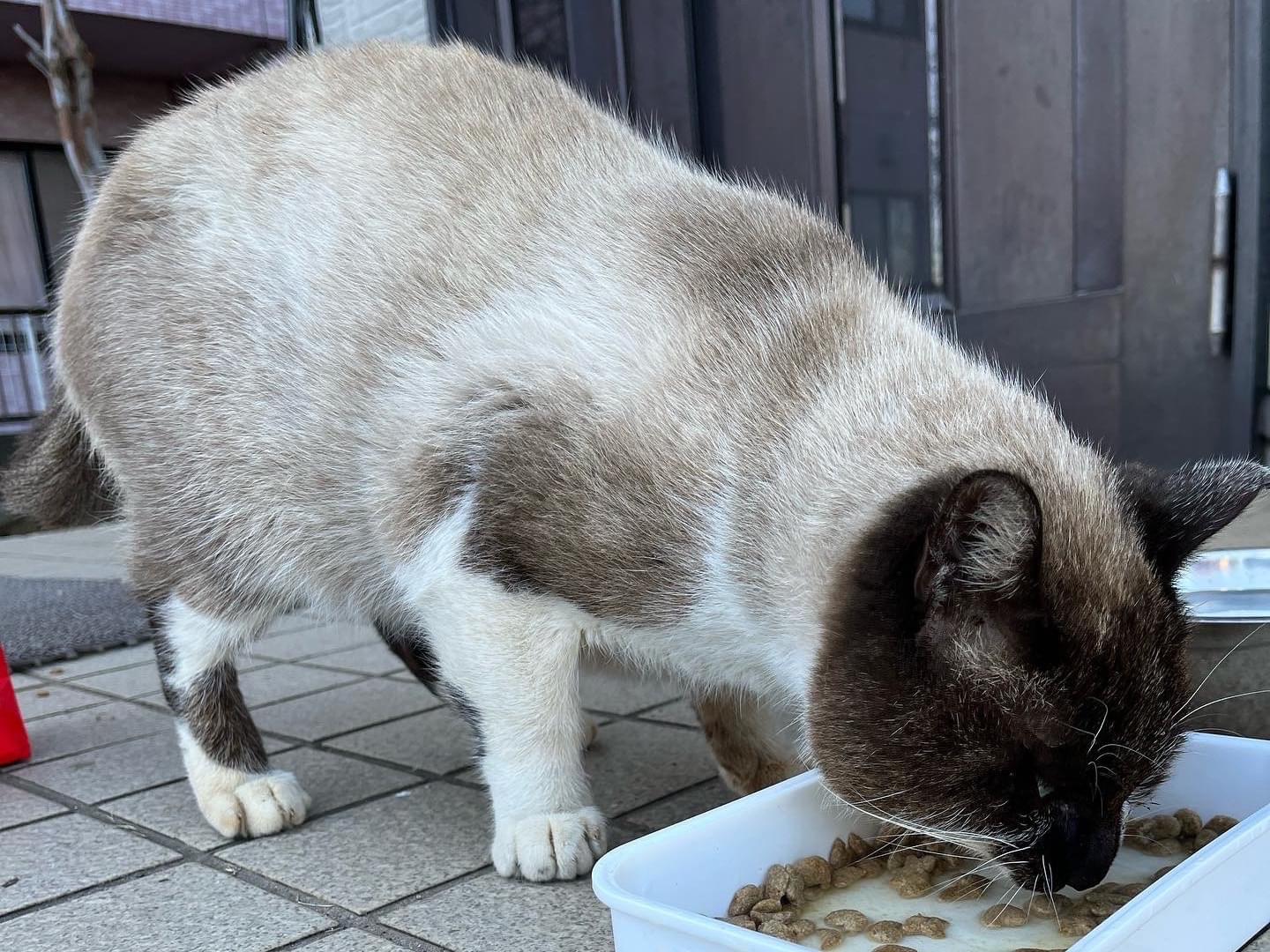 保護された猫 保護された猫
