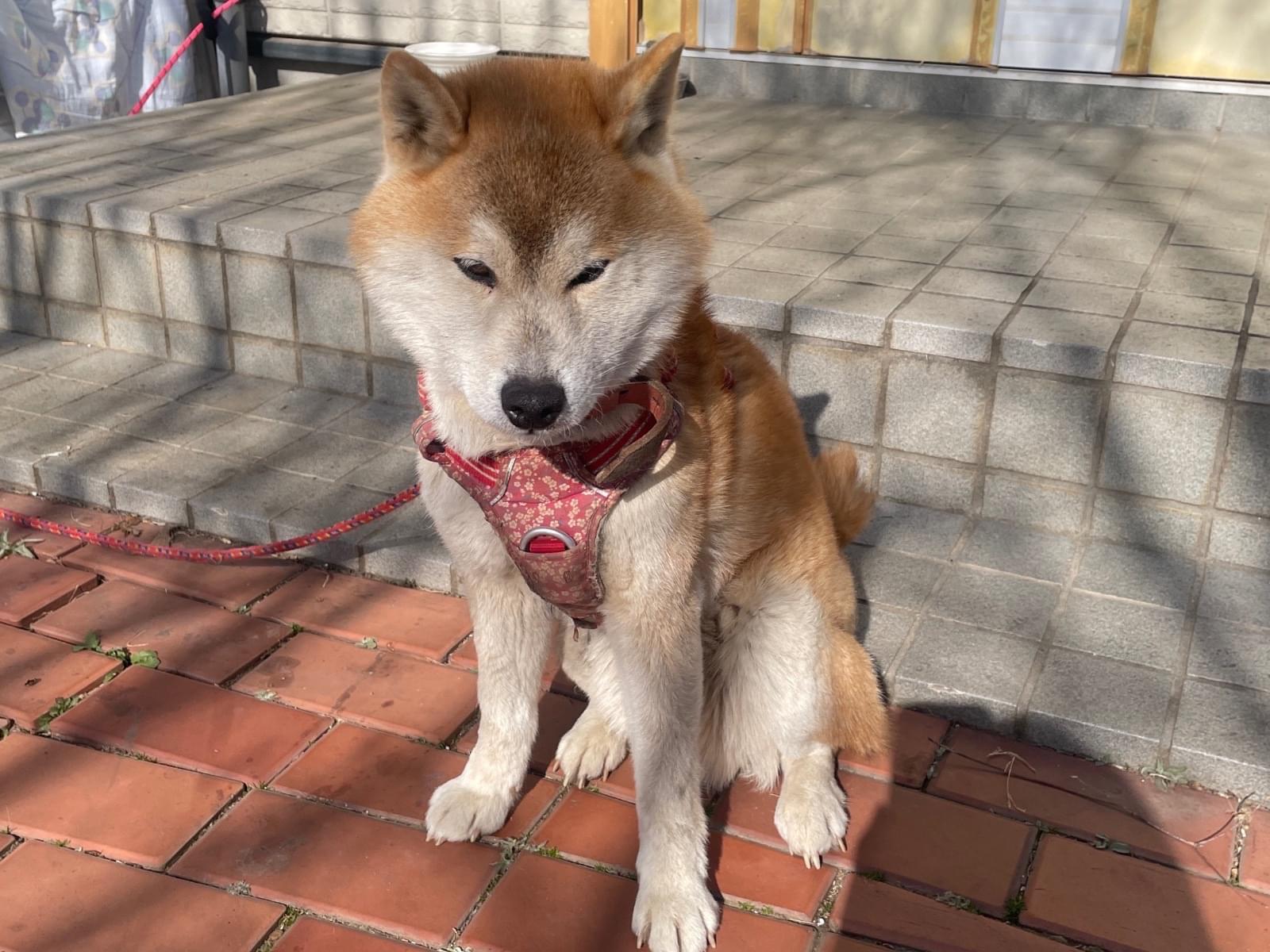 保護された犬 保護された犬