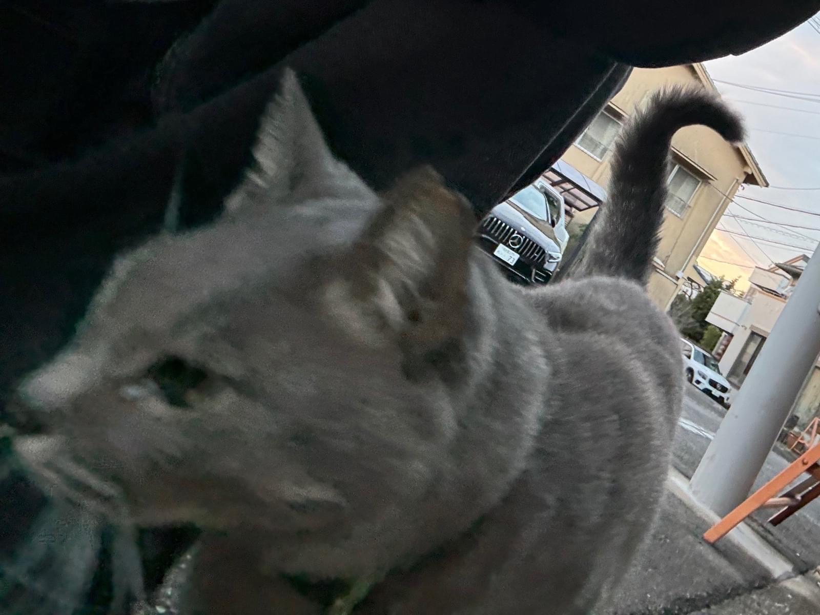 目撃された猫 目撃された猫