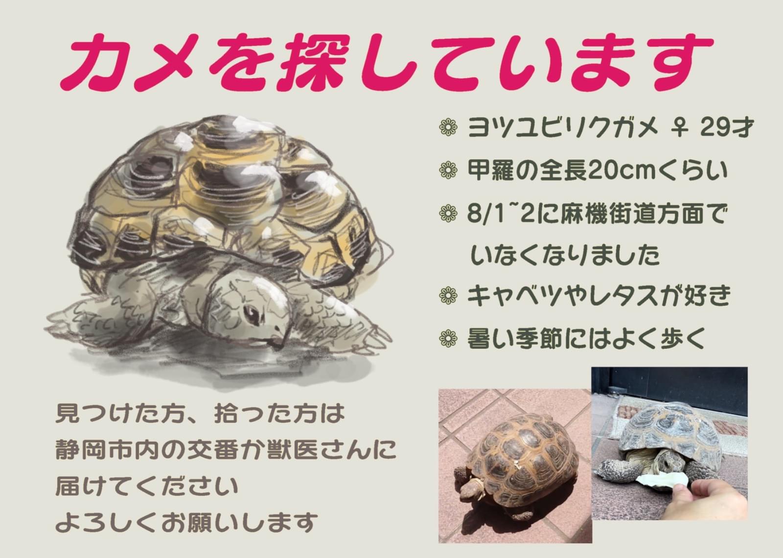 リクガメをさがしています