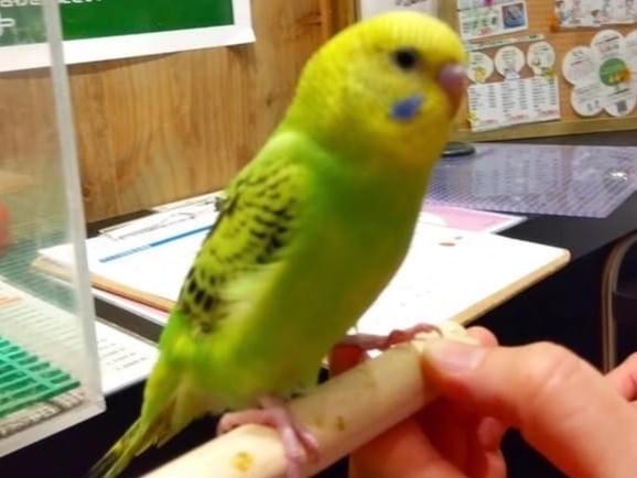 ビビちゃん ビビちゃん