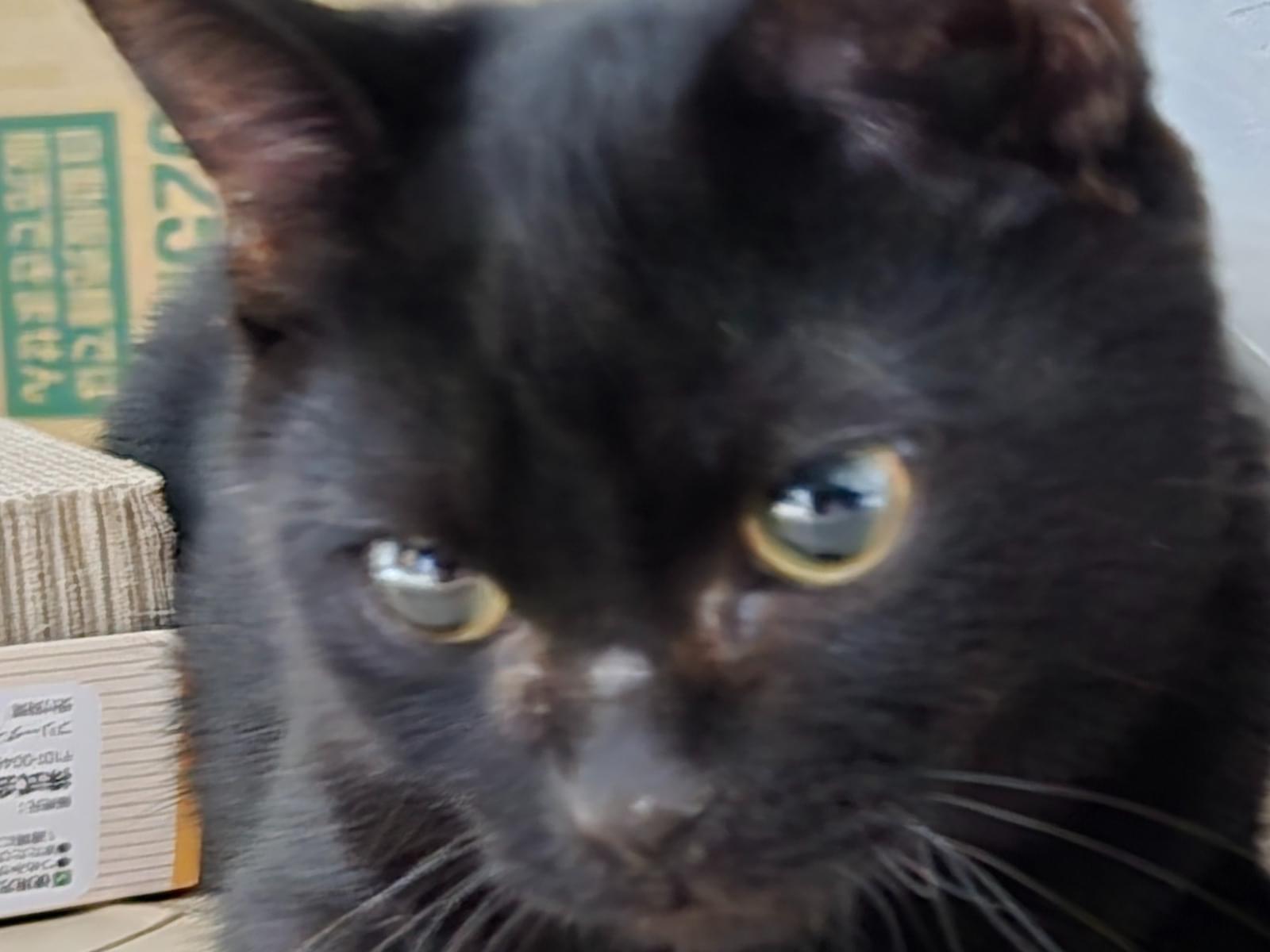 保護された猫 保護された猫