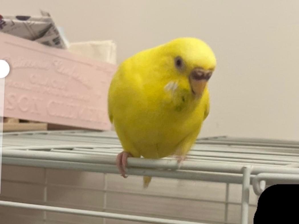 ニノちゃん ニノちゃん