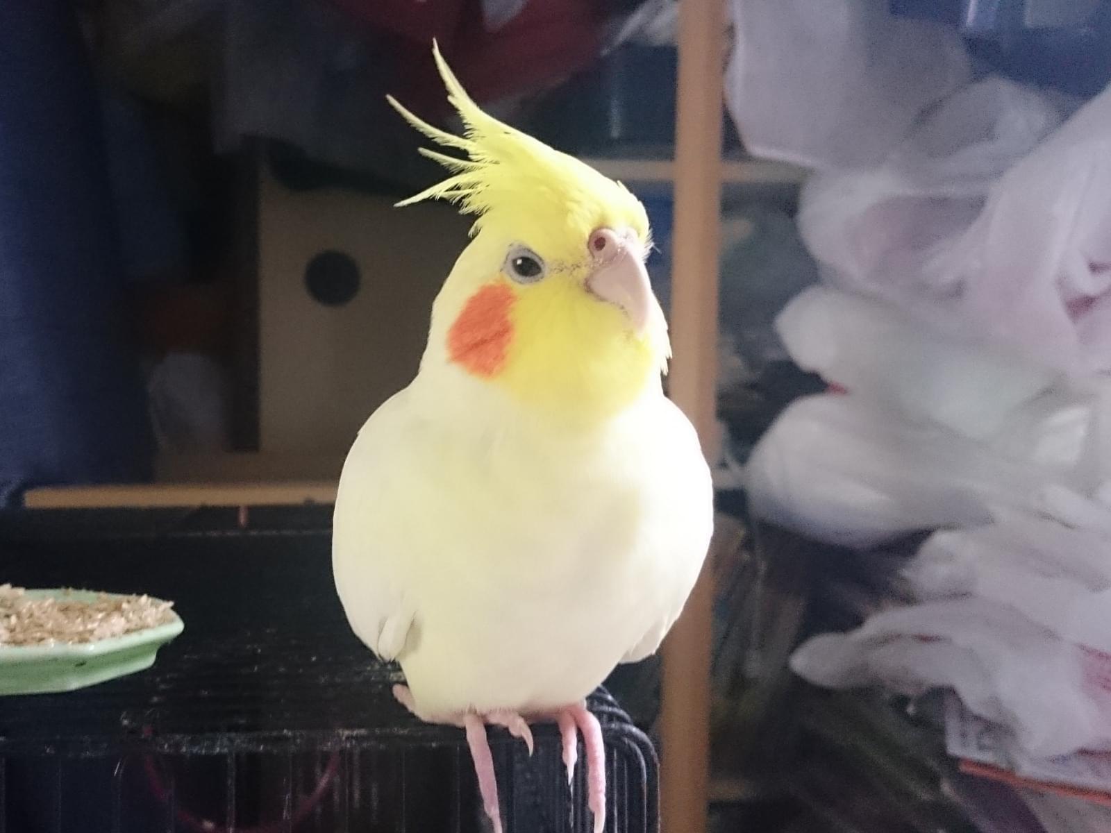 ピーちゃん ピーちゃん