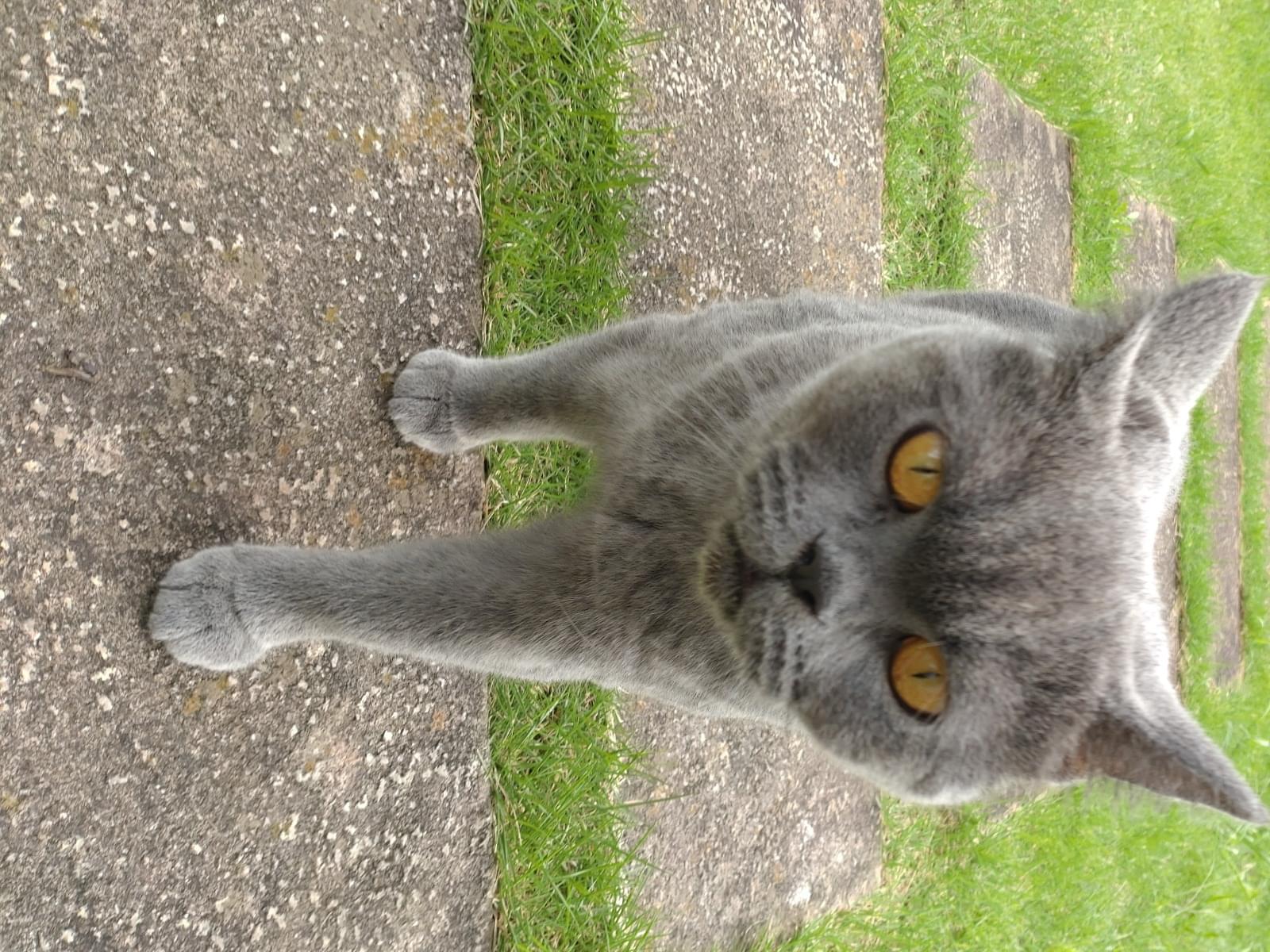 目撃された猫 目撃された猫