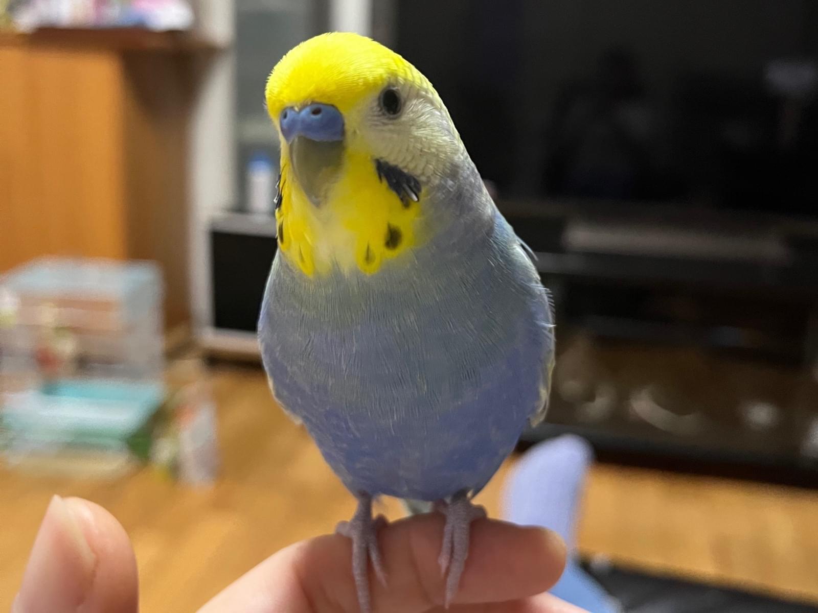 ラムちゃん ラムちゃん