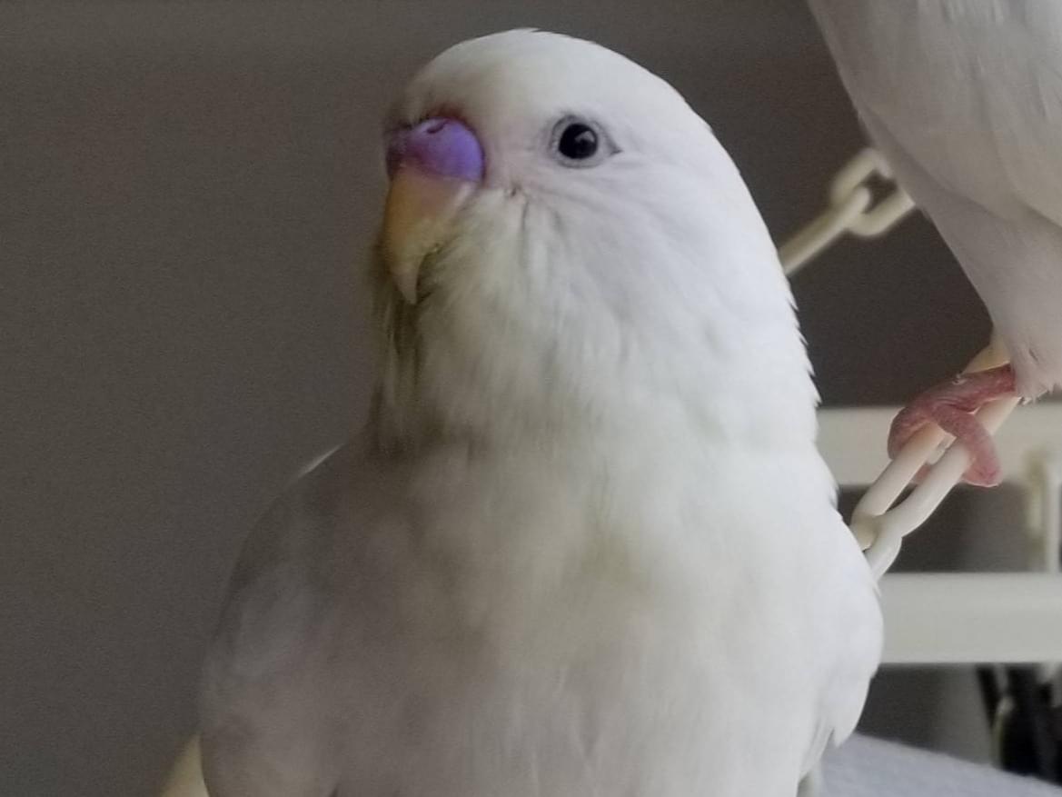 むくげちゃん むくげちゃん