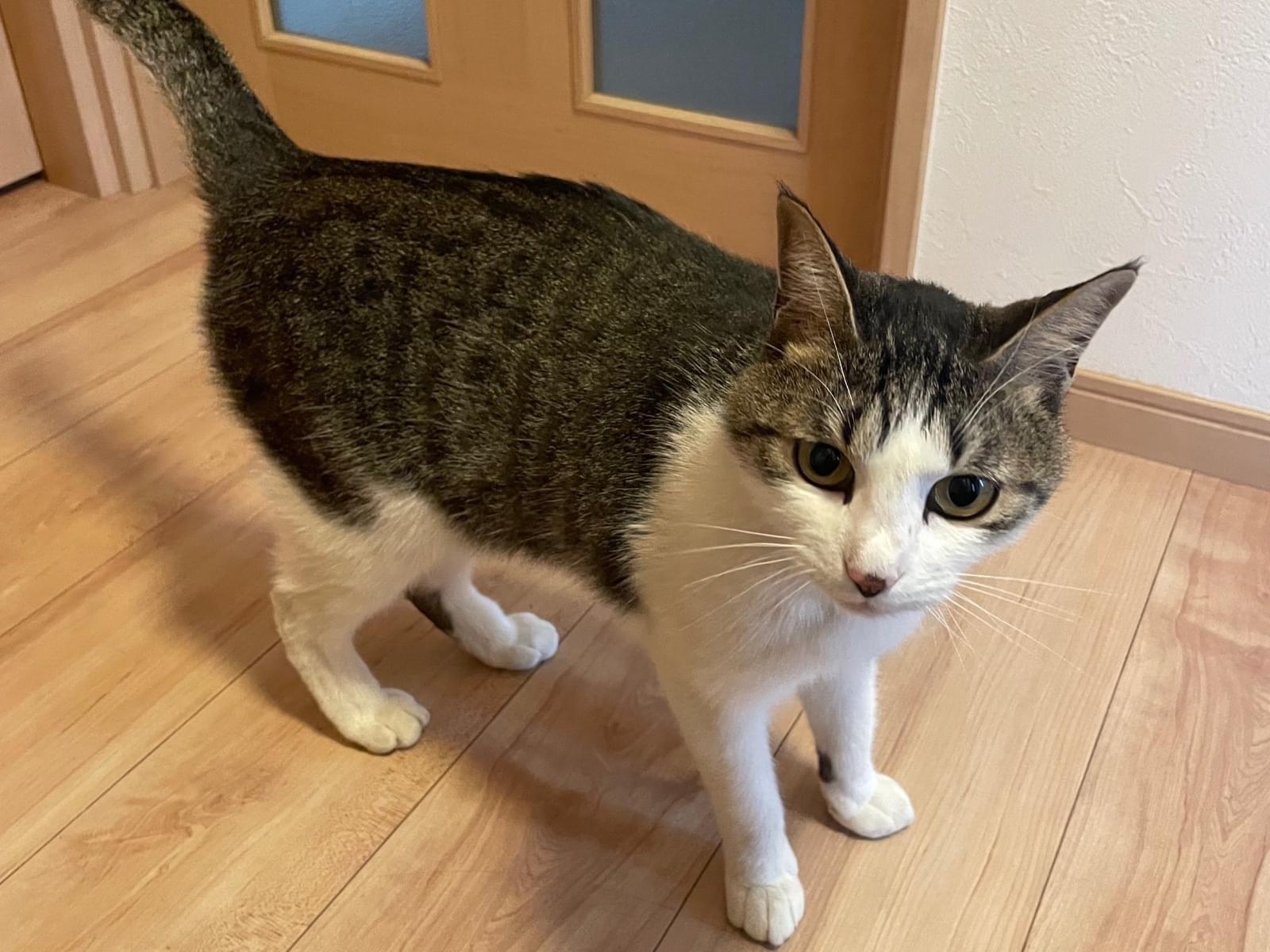 保護された猫 保護された猫