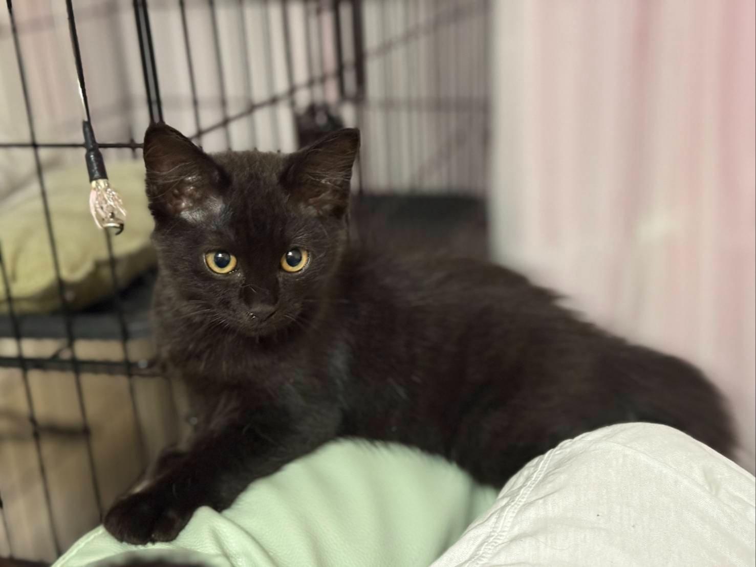 黒猫 黒猫の子猫で鍵しっぽです。目はゴールドです。