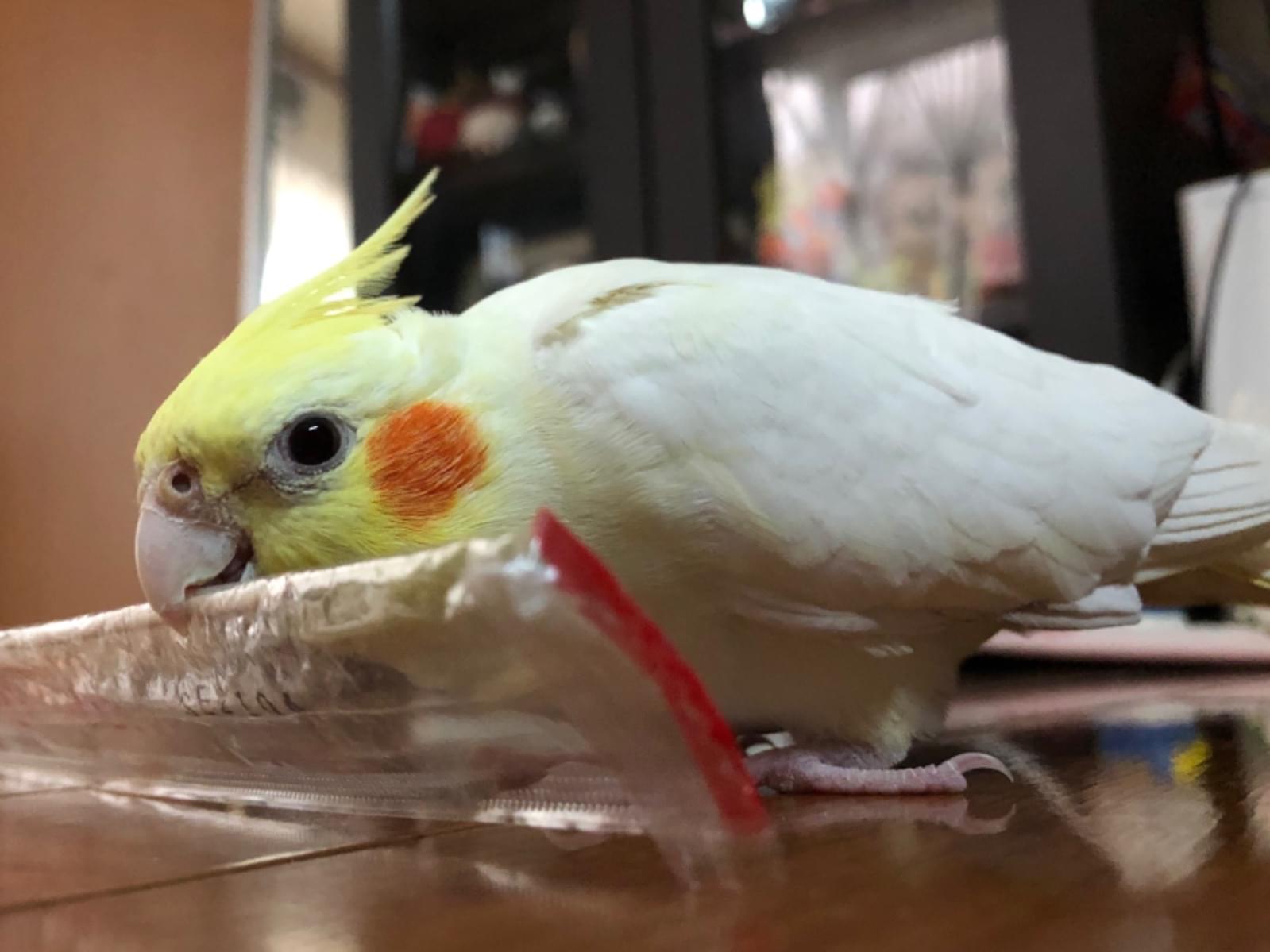パルちゃん パルちゃん
