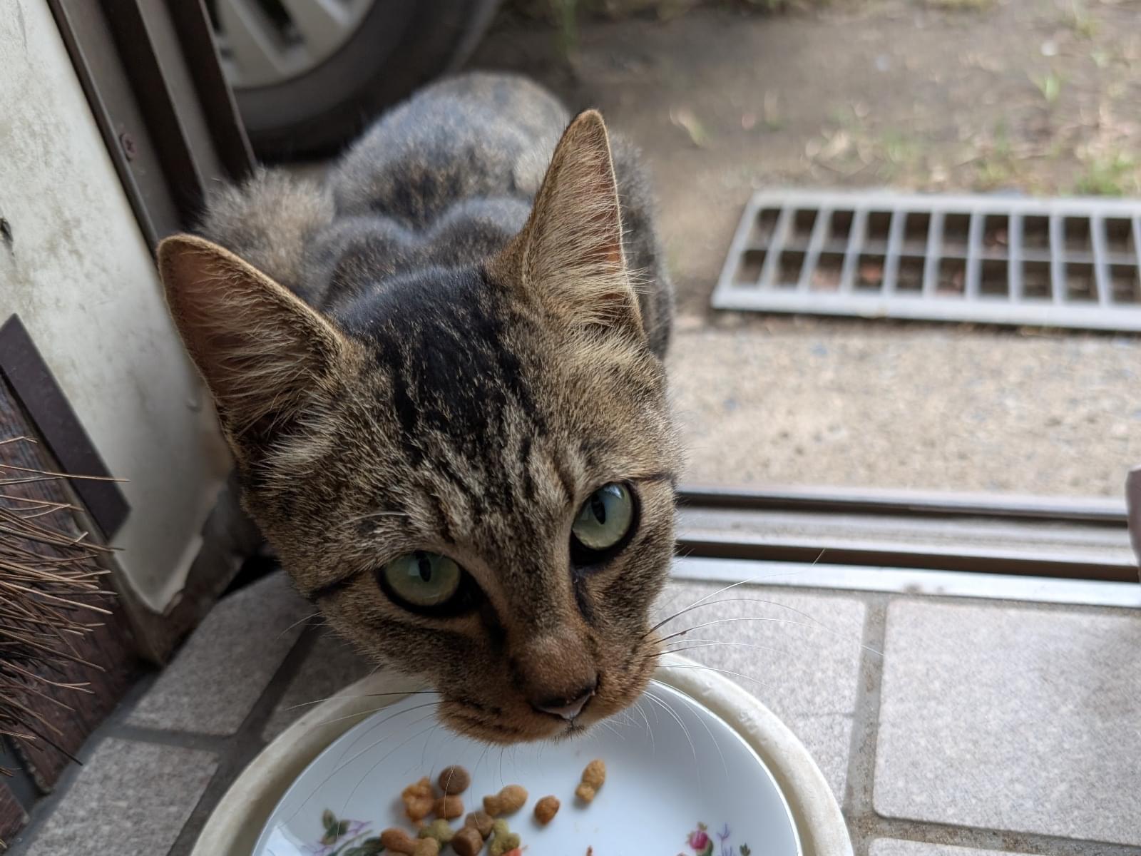 目撃された猫 目撃された猫