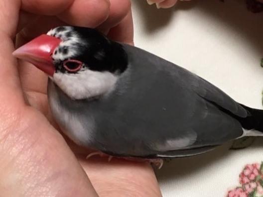 保護された鳥 保護された鳥
