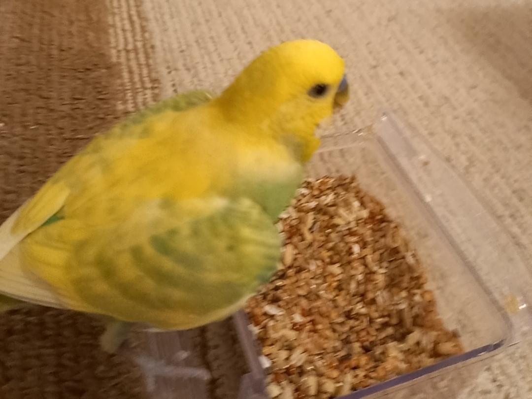 ポニョちゃん ポニョちゃん