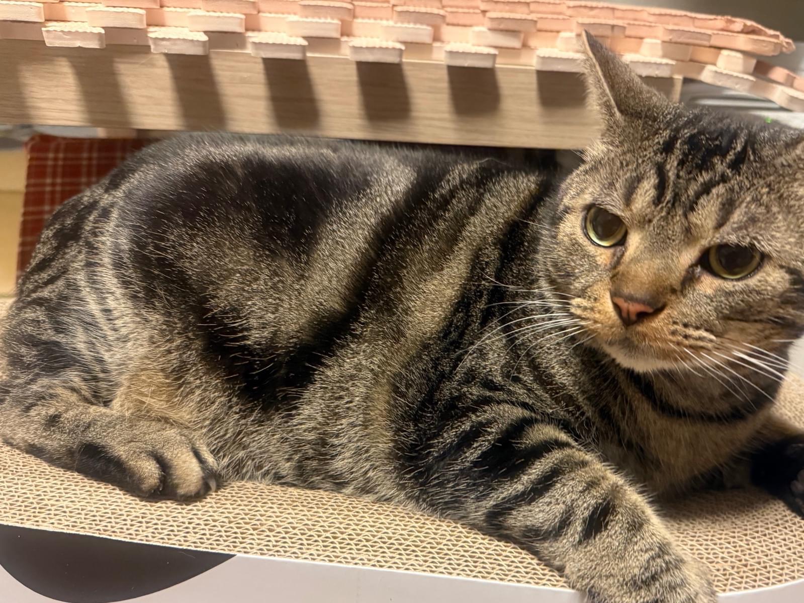 セブンちゃん セブンちゃん